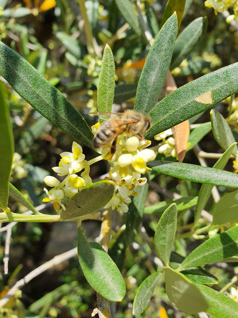 Fleurs-de-l-Olive